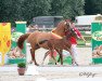 Dressurpferd Nelly‘s Divine S (Deutsches Reitpony, 2021, von Neverland WE)