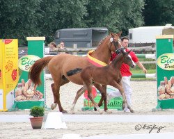 dressage horse Nelly‘s Divine S (German Riding Pony, 2021, from Neverland WE)