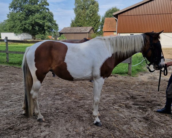 broodmare Stella (Lewitzer, 2007, from Shamani)