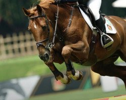 jumper Tamuin Ls (Mexican Riding Horse, 2014, from Telstar de la Pomme)