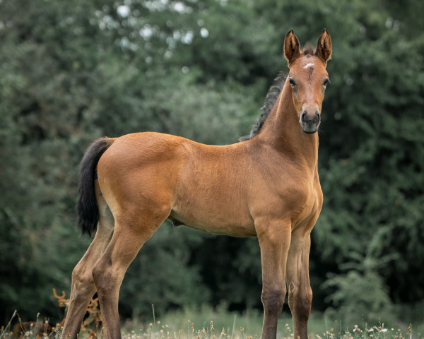 Dressurpferd Quelle Charmeur AS (Westfale, 2023, von Quelle Couleur 4)