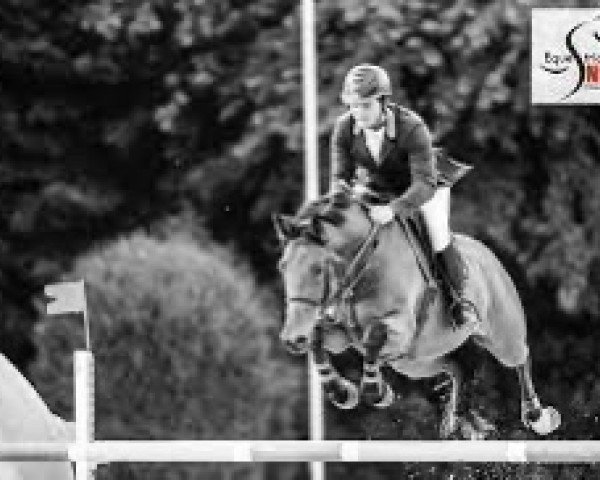 stallion Ualoubet de Ligny (Selle Français, 2008, from Baloubet du Rouet)