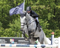 Springpferd Rami Rock (Dänisches Warmblut, 2013, von Rockland)