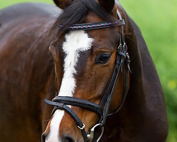 broodmare Top Lady von der Geest (German Riding Pony, 2007, from Top Gun I)