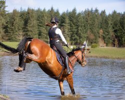 dressage horse Herbsttraum 11 (Trakehner, 2016, from Hirtentanz 2)