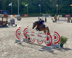 jumper A Legend Z (Zangersheide riding horse, 2014, from Arezzo VDL)