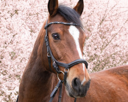 Springpferd Ben (Deutsches Reitpony, 2006, von Bismarck)