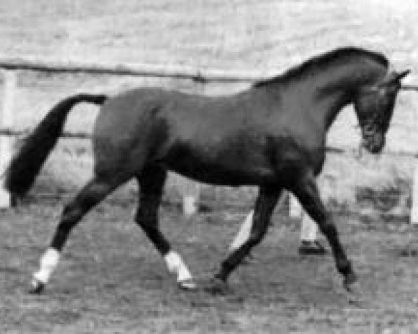 Deckhengst Chiddock Fankino (British Riding Pony, 1979, von Wingrove Minkino)