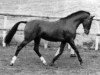 Deckhengst Chiddock Fankino (British Riding Pony, 1979, von Wingrove Minkino)