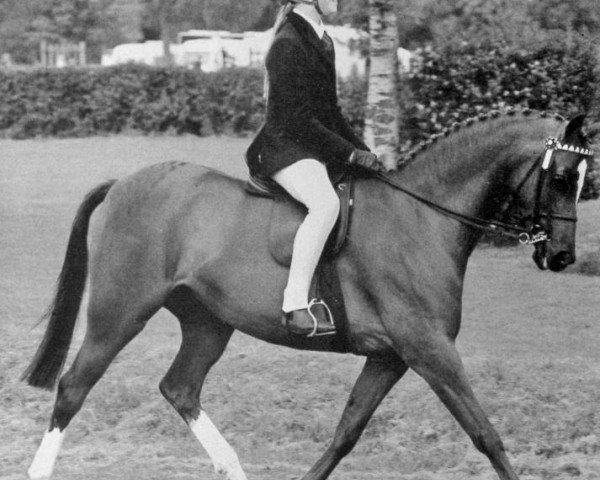 Zuchtstute Westhill Debonair (British Riding Pony, 1990, von Lechlade Quince)