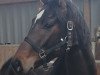 dressage horse Sparkley 3 (Westphalian, 2019, from Sir Heinrich OLD)