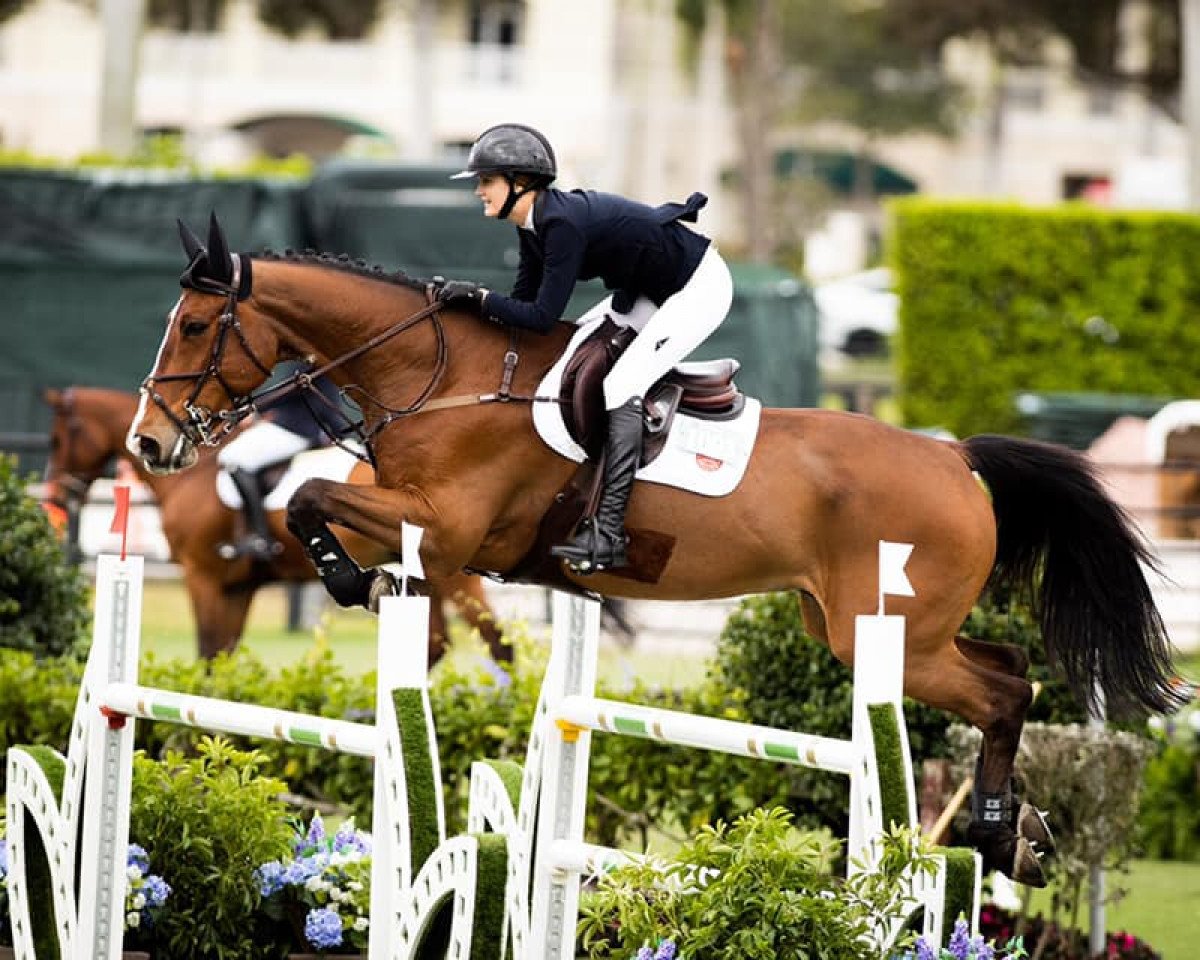 jumper Kafka du Printemps (Belgian Warmblood, 2010, from Nabab de Rêve)