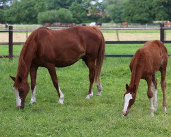 broodmare Fine (Oldenburg, 1996, from Furioso II)