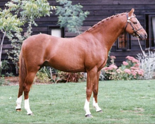 Pferd Ninfield Minks Reflection (British Riding Pony, 1988, von Wingrove Minkino)