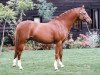 horse Ninfield Minks Reflection (British Riding Pony, 1988, from Wingrove Minkino)