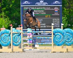 Springpferd Merlin van't Heike (Belgisches Warmblut, 2012, von Epleaser van het Heike)