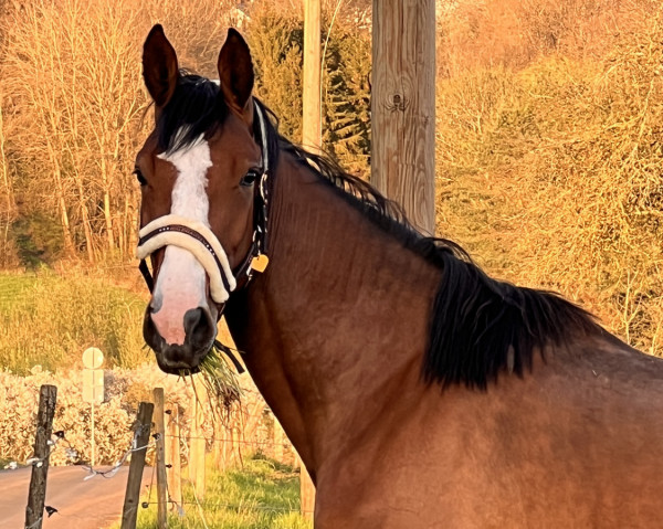 jumper Qui Belle (German Sport Horse, 2021, from Qui Lago)