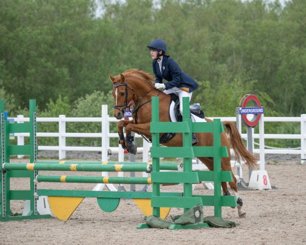 jumper A.P. Night Moon (German Riding Pony, 2003, from Heidbergs Nykwist)