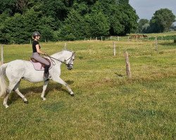 horse Moonlight 354 (Hanoverian, 2007, from Münchhausen)