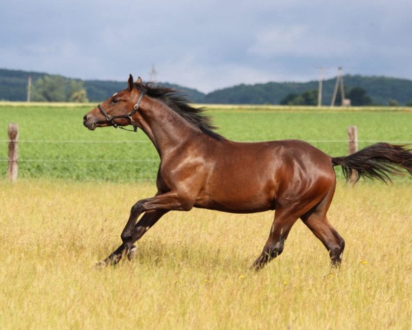 jumper Idéal de Beau Z (Zangersheide riding horse, 2022, from I'm Special de Muze)