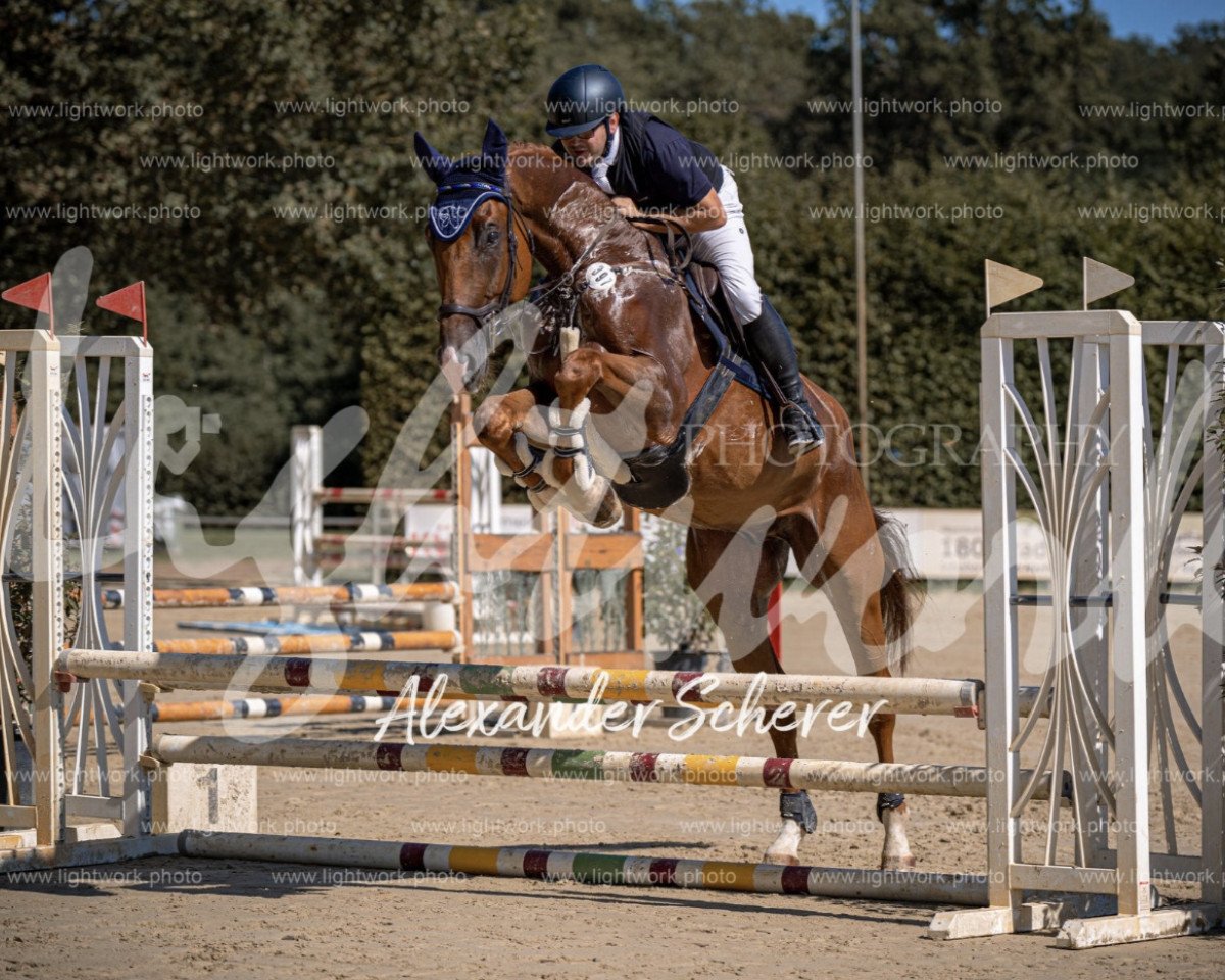 jumper Quick Alpha MP (Hanoverian, 2018, from Qualito)