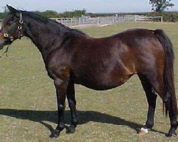 broodmare Fabdens Chit Chat (British Riding Pony, 1980, from Oakley (C) Eleven Up)