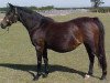 broodmare Fabdens Chit Chat (British Riding Pony, 1980, from Oakley (C) Eleven Up)