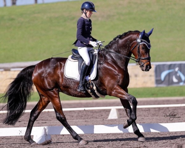 broodmare Schönherz (Trakehner, 2014, from Herzensdieb)