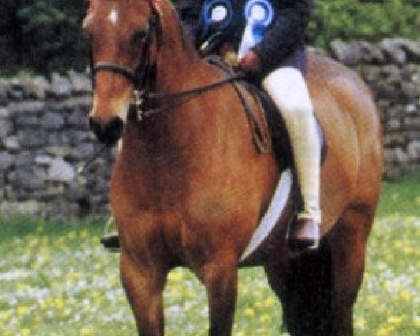 horse Anton Aramis (British Riding Pony, 1985, from Erimus Typhoon)