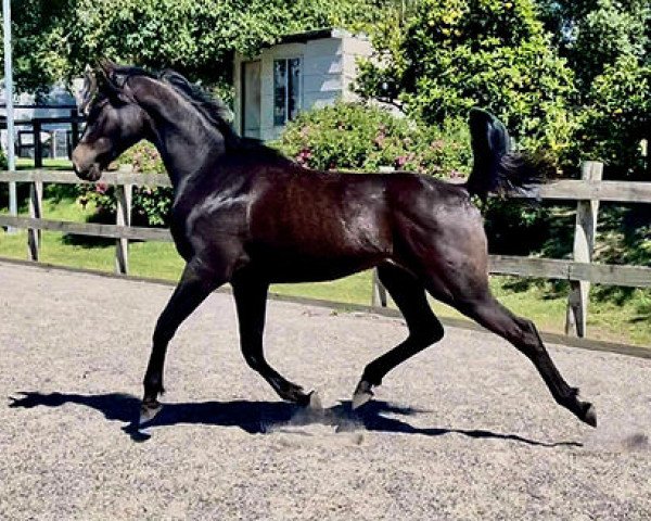 Springpferd Höllenherz (Trakehner, 2019, von Abendtanz)