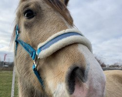 Pferd Legendary Magical Spirit (Welsh-Cob (Sek. D), 2018, von Taraco Fiasco)