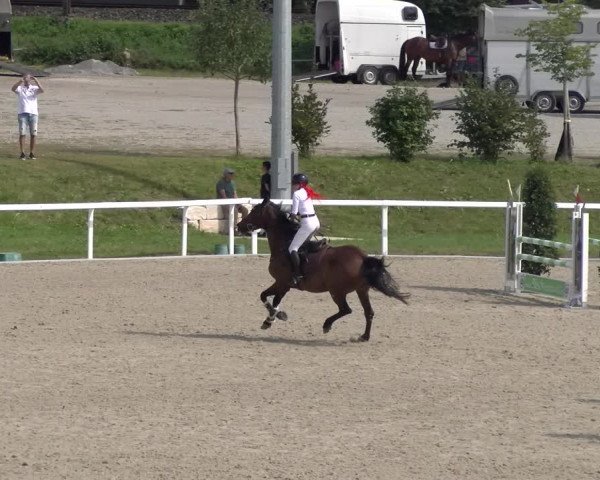 Reitturnier Bülach 2023