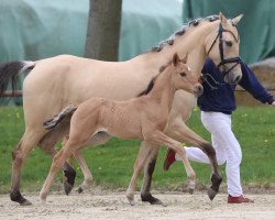 dressage horse Heiligenbergs Comanchero (German Riding Pony, 2023, from FS Clarimo)