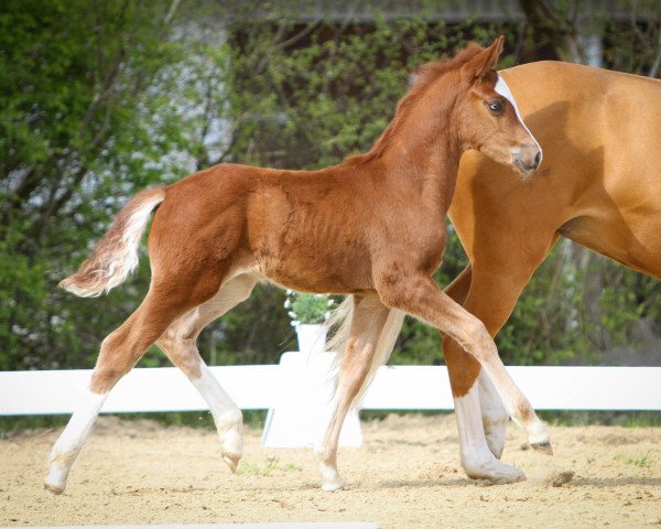 Dressurpferd Heiligenbergs Newt Scamander (Deutsches Reitpony, 2022, von Fs Numero Uno)