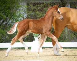 dressage horse Heiligenbergs Newt Scamander (German Riding Pony, 2022, from Fs Numero Uno)