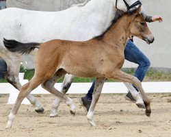 jumper Heiligenbergs Million Dollar (German Riding Pony, 2022, from Million Reasons)