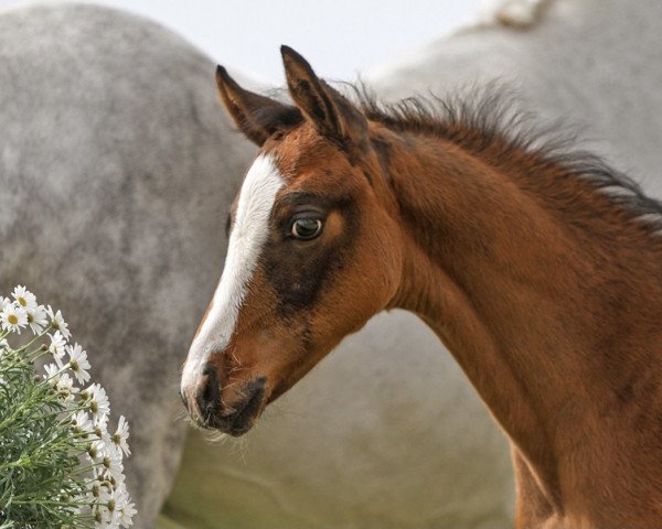 jumper Heiligenbergs Rocky Balboa (German Riding Pony, 2021, from Ronaldo Vom Schwarzbach)