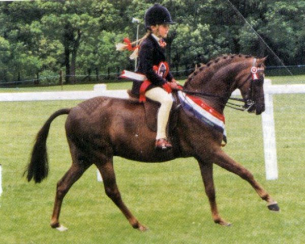 Pferd Ainsty Fair & Square (British Riding Pony, 1993, von Lechlade Quince)