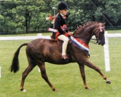 horse Ainsty Fair & Square (British Riding Pony, 1993, from Lechlade Quince)