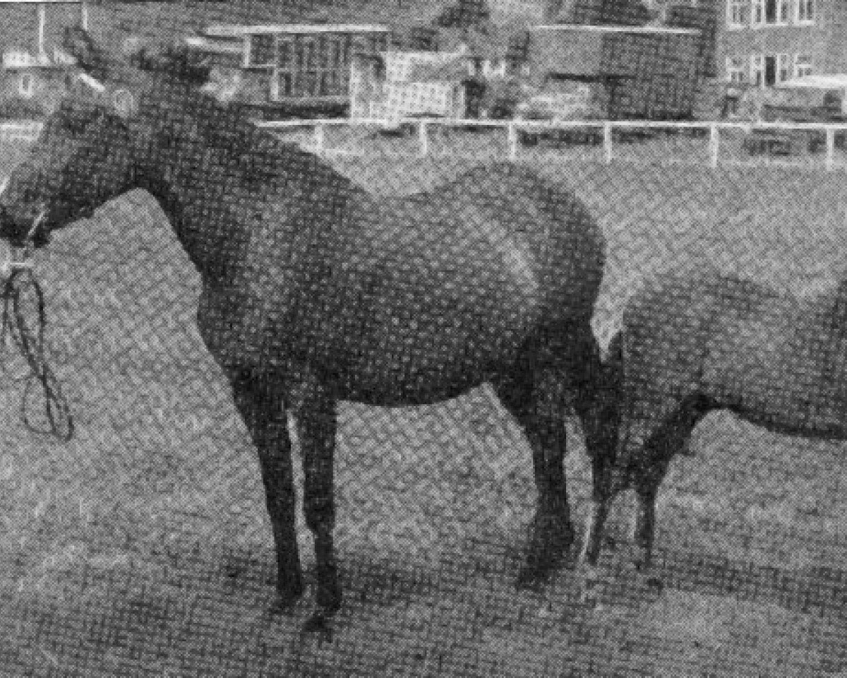 broodmare Autumn Leaf (Welsh Partbred, 1952, from Cwm Cream of Eppynt)