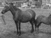 broodmare Autumn Leaf (Welsh Partbred, 1952, from Cwm Cream of Eppynt)