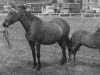 Zuchtstute Autumn Leaf (Welsh Partbred, 1952, von Cwm Cream of Eppynt)