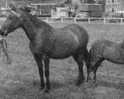 Zuchtstute Autumn Leaf (Welsh Partbred, 1952, von Cwm Cream of Eppynt)