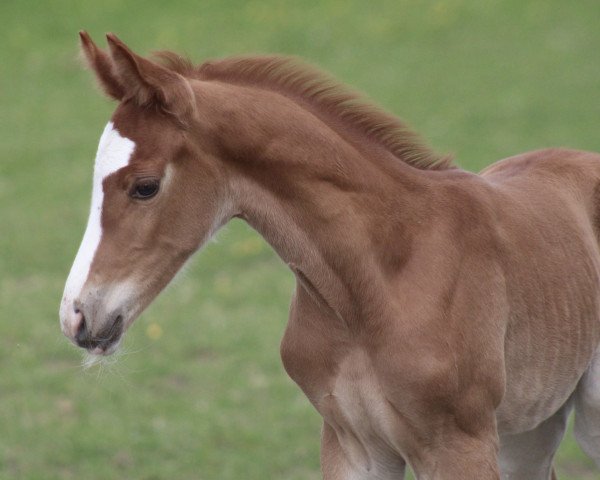 dressage horse Heiligenbergs San to Datino (German Riding Pony, 2023, from San To Alati)