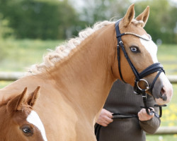 Zuchtstute Heiligenbergs Crazy Blue Eye (Deutsches Reitpony, 2012, von Churchill)