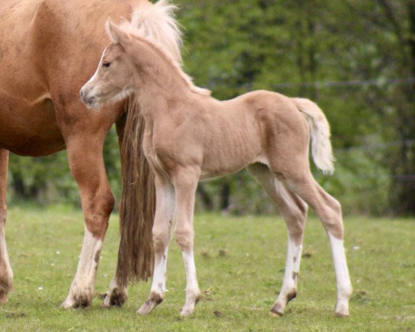 Dressurpferd Heiligenbergs Nova Scotia (Deutsches Reitpony, 2023, von Fs Numero Uno)