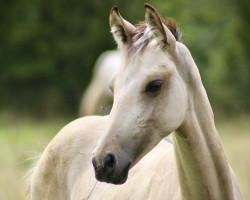 Dressurpferd Heiligenbergs Pollyanna (Deutsches Reitpony, 2023, von Diamantino Gold T)