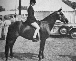 broodmare Arden Dawn (British Riding Pony, 1955, from Ardencaple xx)