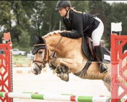 broodmare Adelin van de Honesch (Haflinger, 2017, from Ampere)