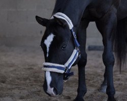 Pferd Cats Flashy Jac (Paint Horse, 2016, von Tl Cats Avenger)